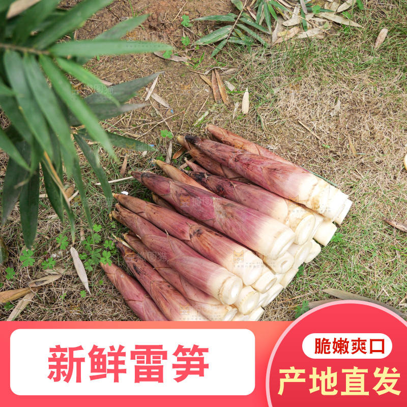 手里拿着新鲜的雷竹笋