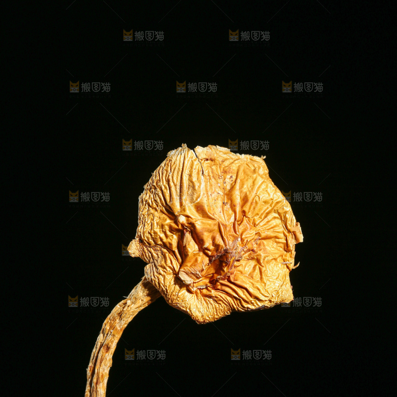 深底上的滑子菇