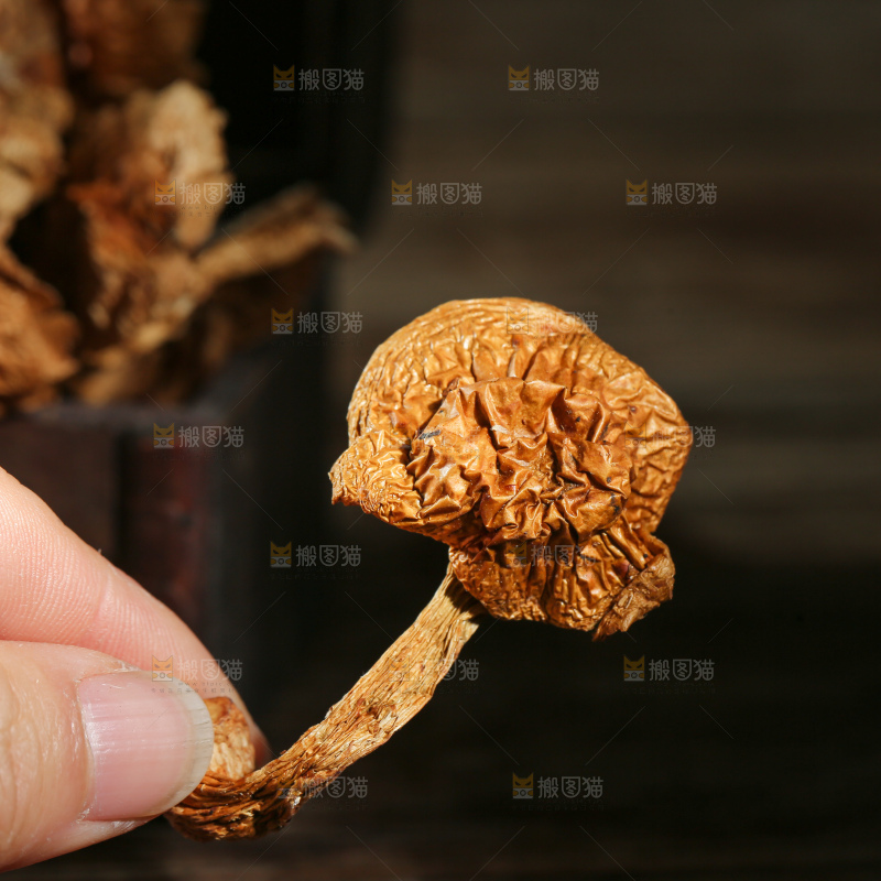 深底上的滑子菇
