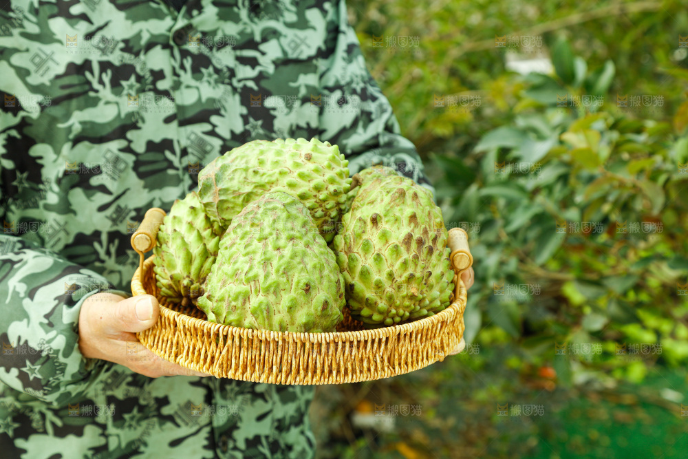 筐子里装的释迦果
