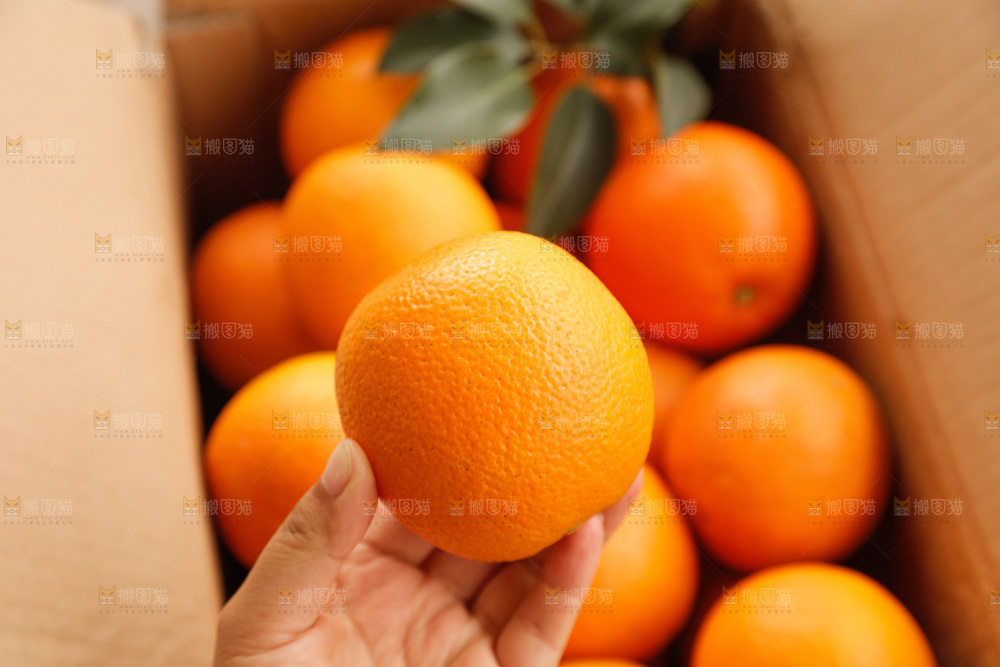 新鲜血橙