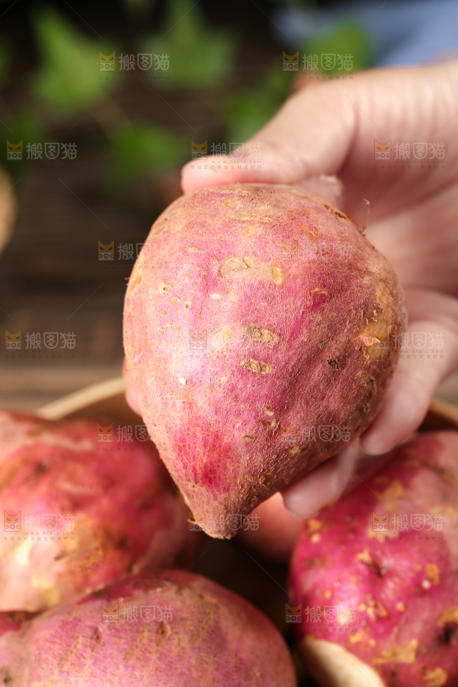 白心板栗薯
