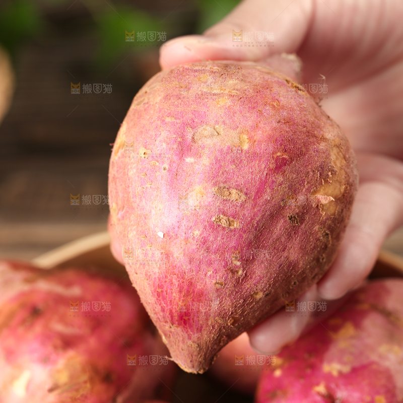 深底上的白心红薯