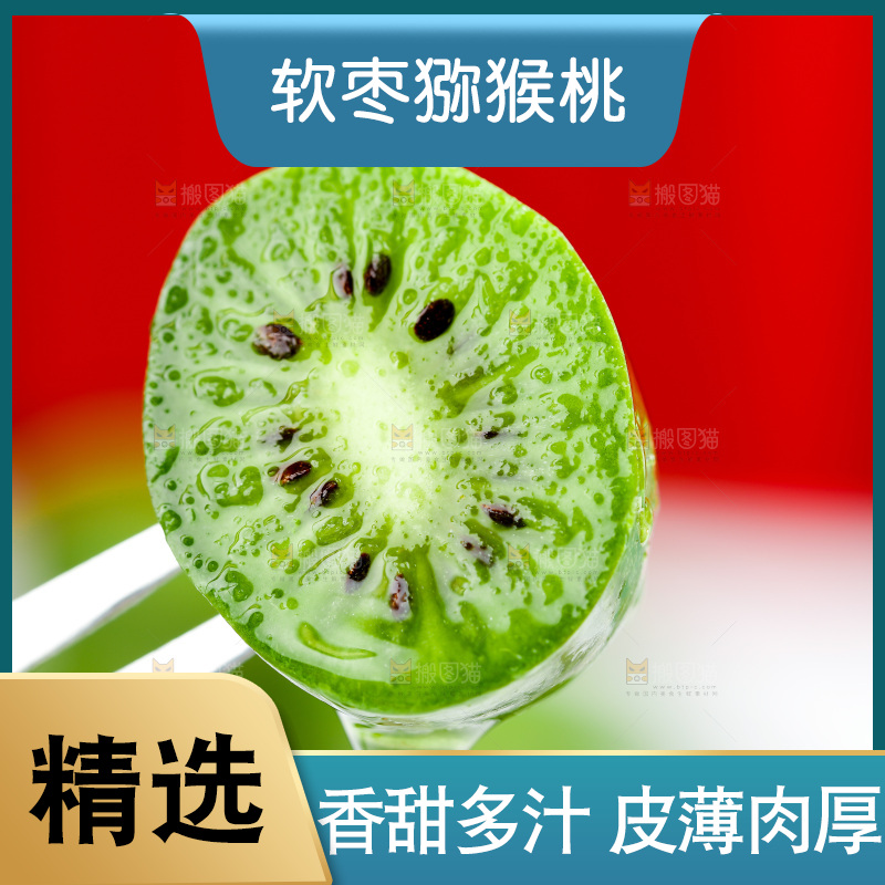 浅底上的软枣猕猴桃