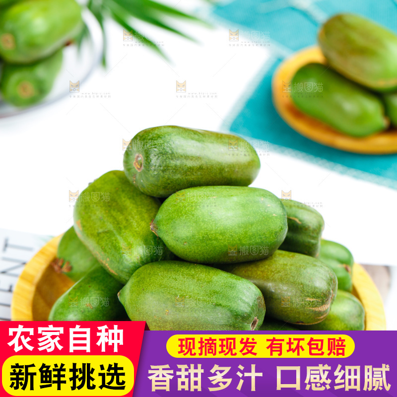 浅底上的软枣猕猴桃