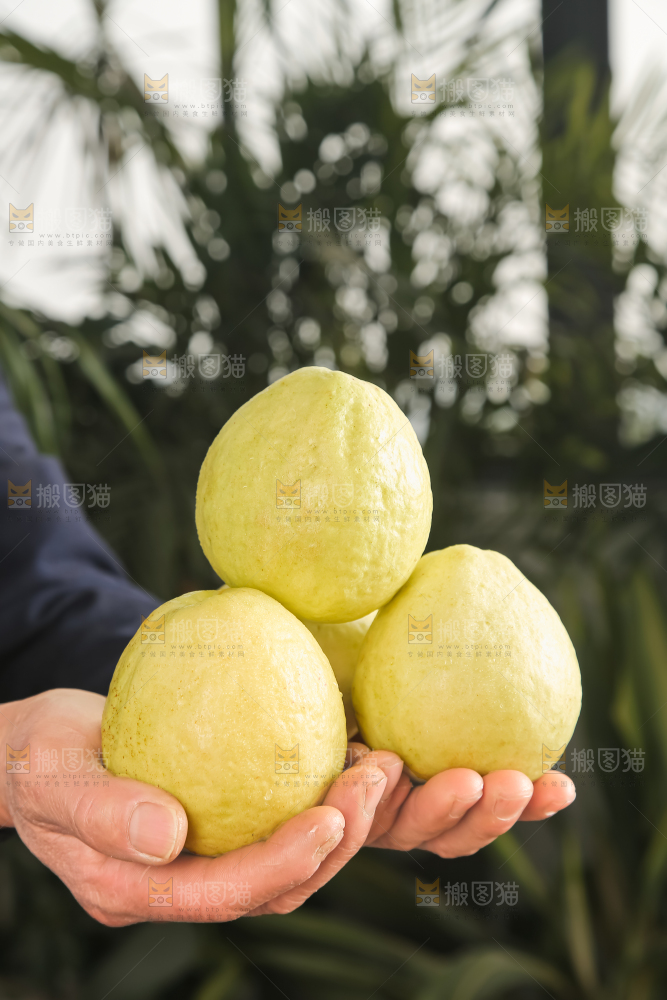 深底上的白心芭乐