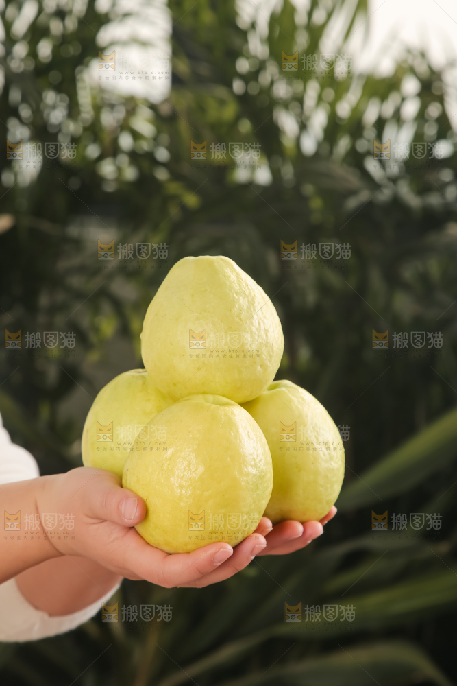 深底上的白心芭乐