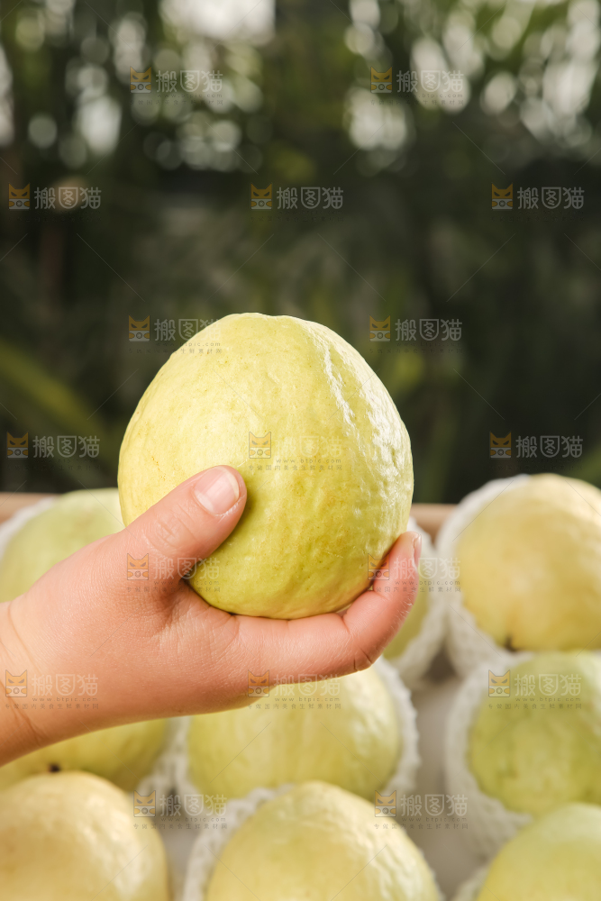 礼盒装的白心芭乐