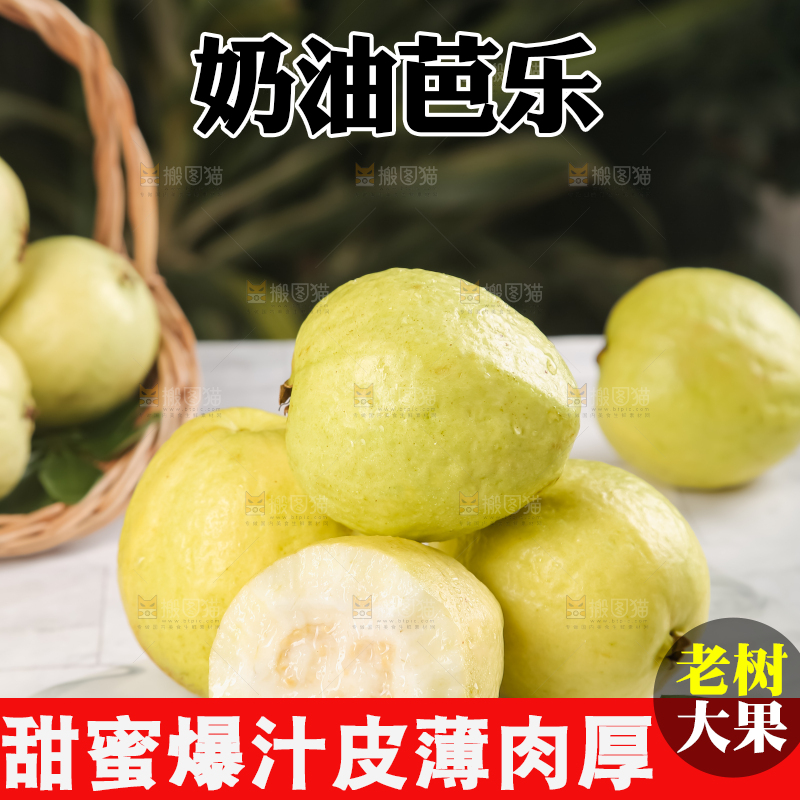 浅底上的白心芭乐