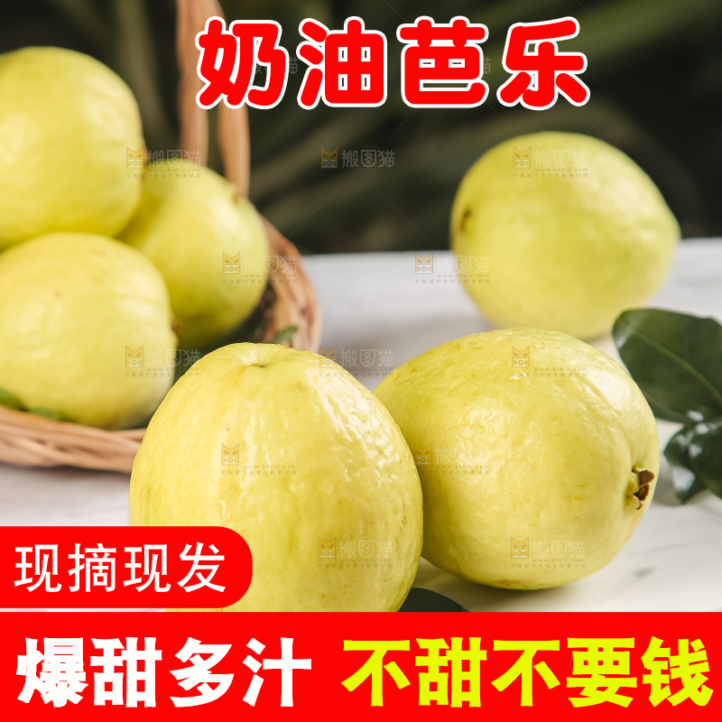 浅底上的白心芭乐