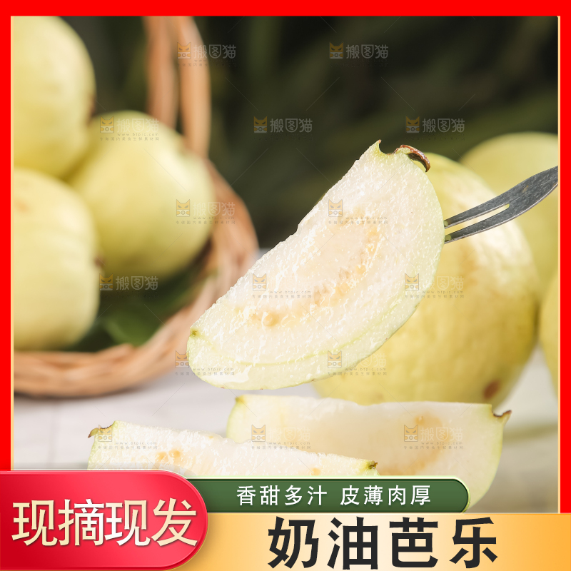 浅底上的白心芭乐