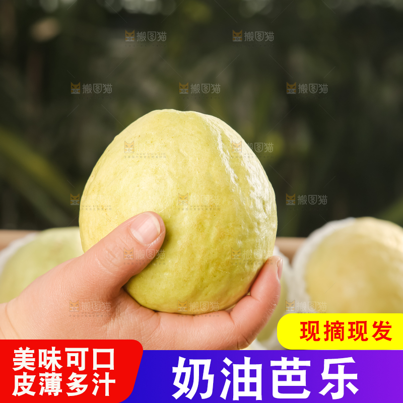 礼盒装的白心芭乐