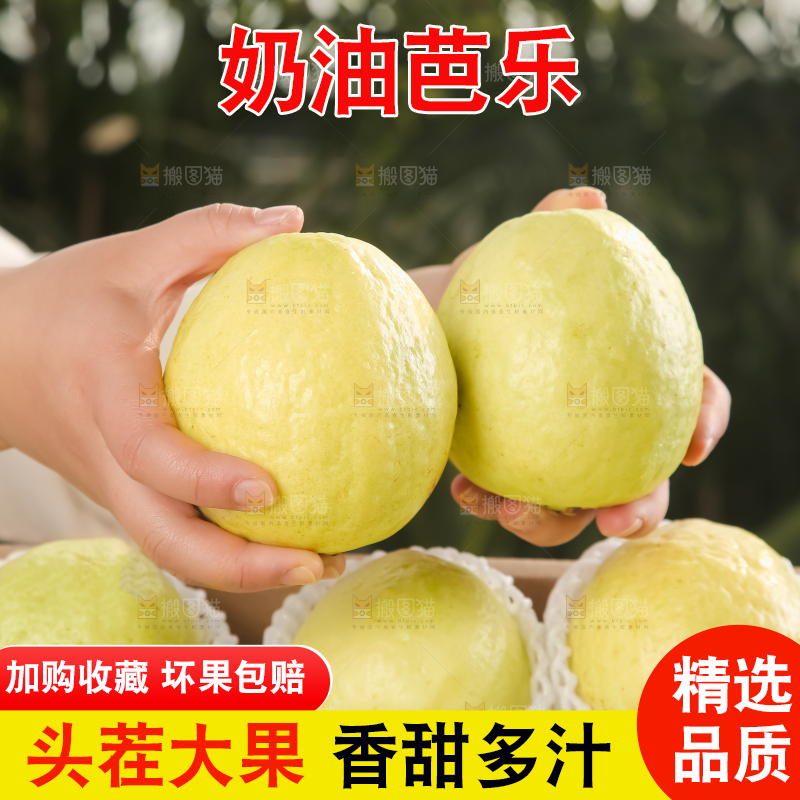 礼盒装的白心芭乐