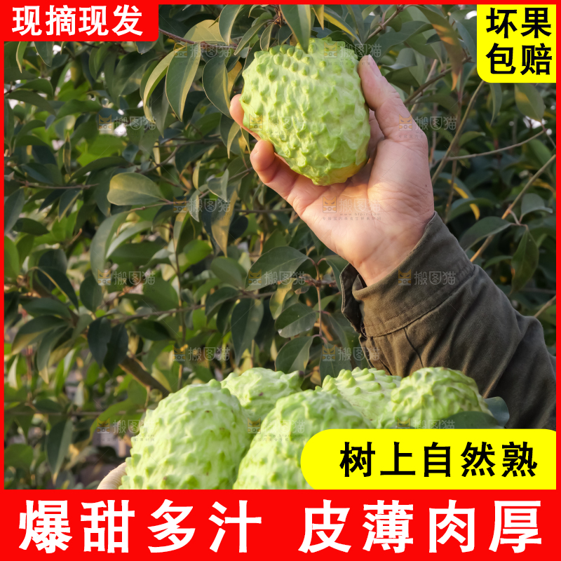 手里拿着释迦果
