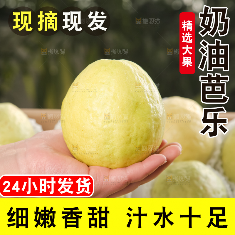礼盒装的白心芭乐