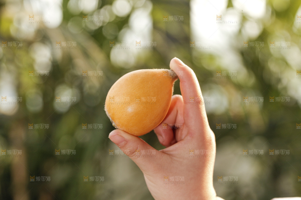 米易枇杷