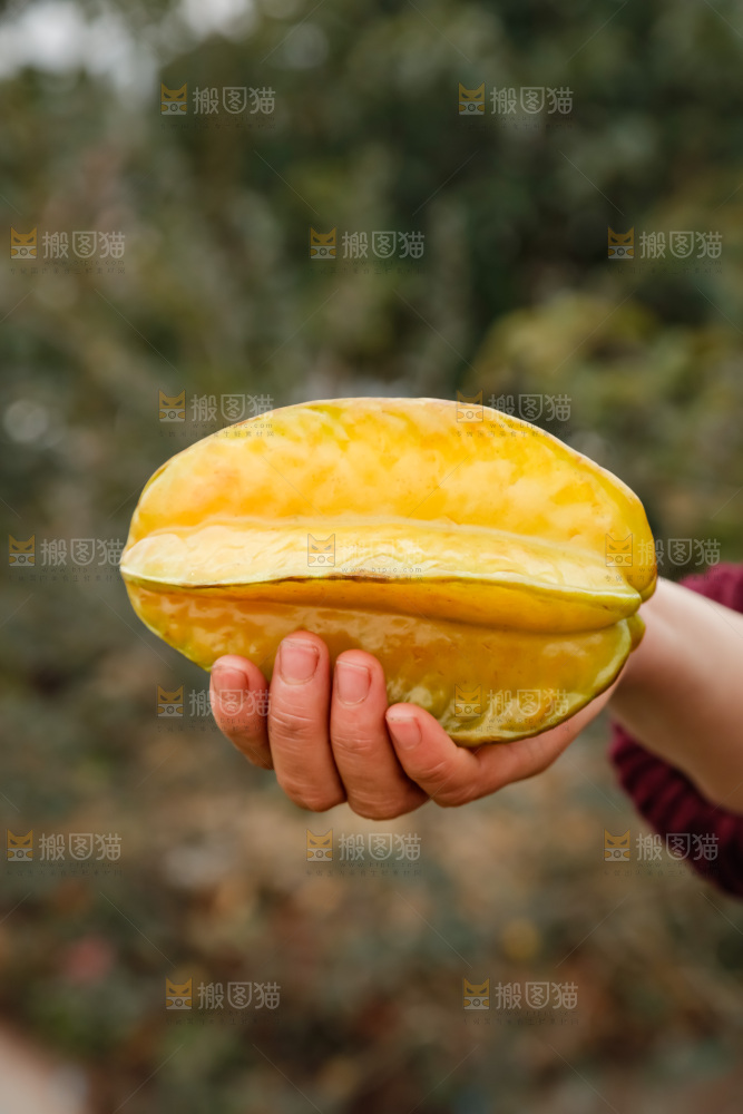 杨桃