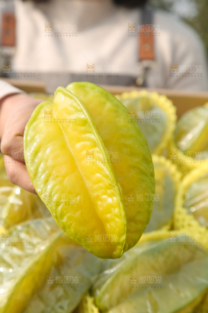 杨桃