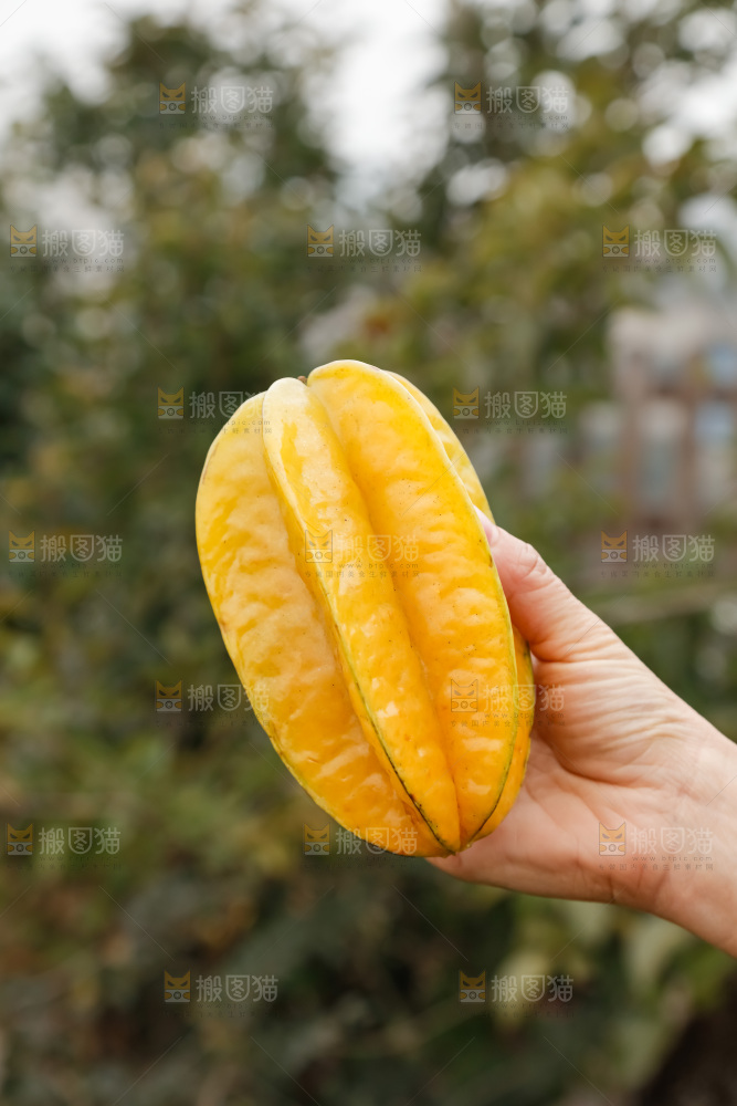 杨桃