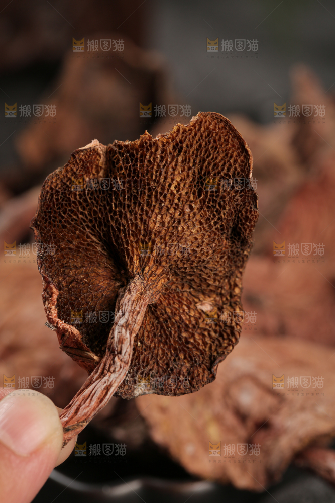 牛肝菌