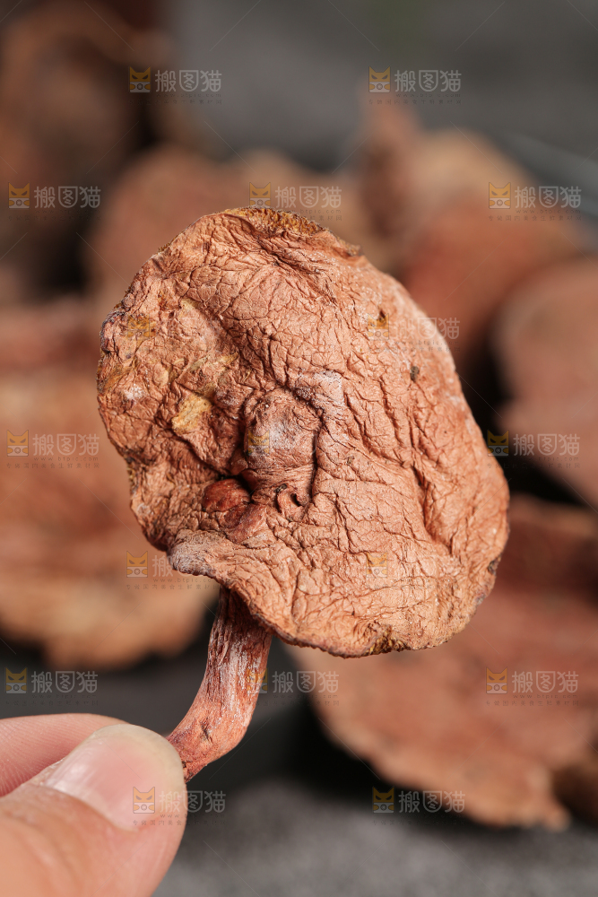 牛肝菌