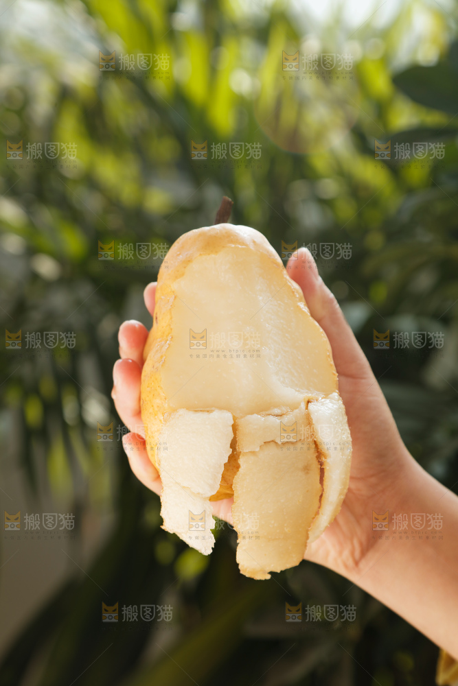 手里拿的丑梨