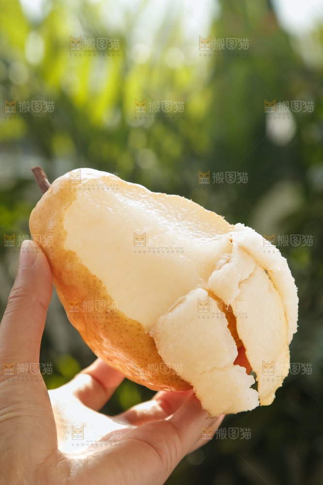 手里拿的丑梨