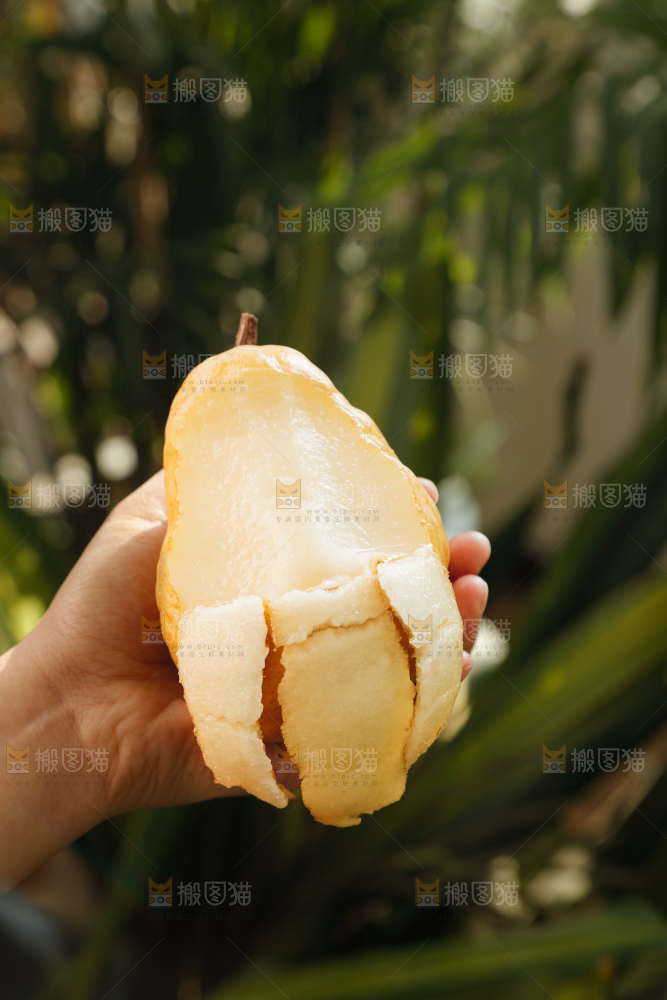 手里拿的丑梨