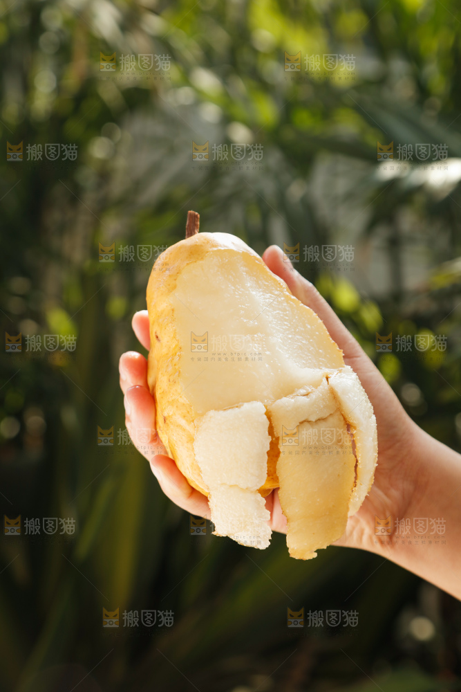 手里拿的丑梨