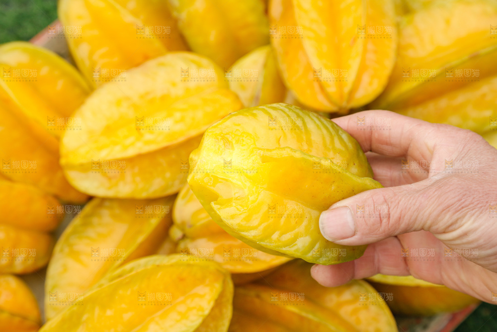 杨桃