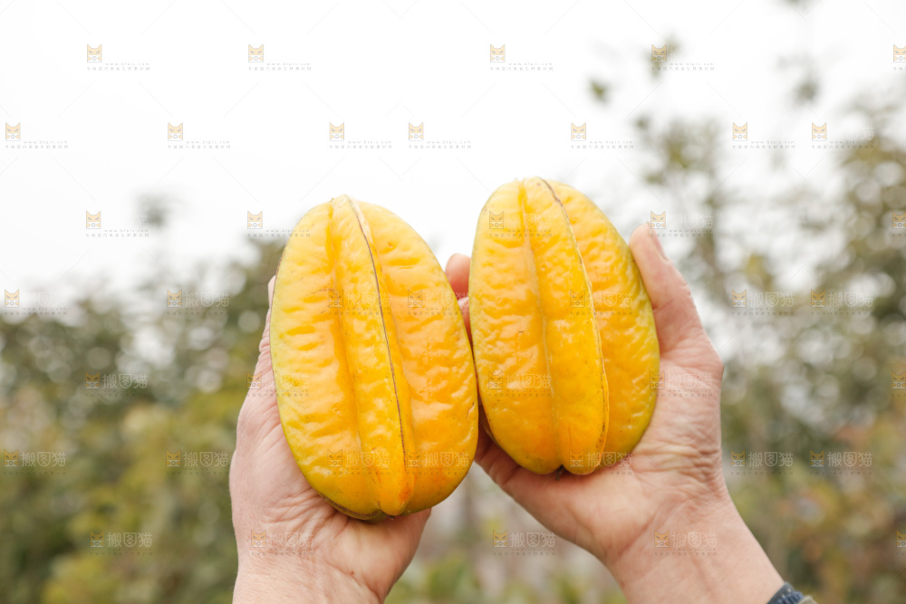 杨桃