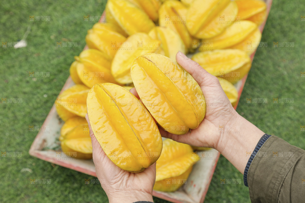 杨桃