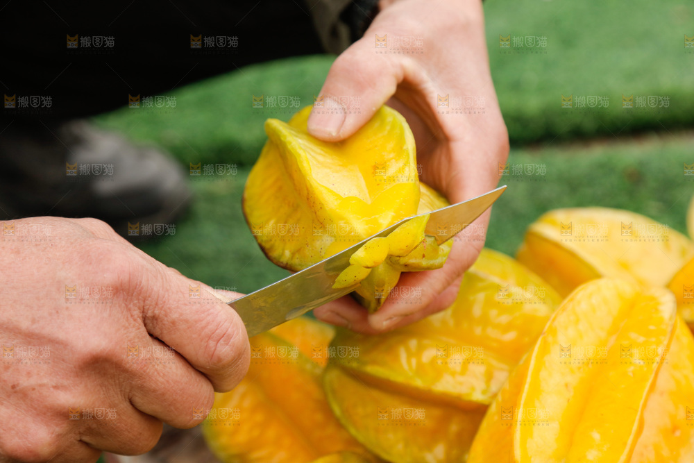 杨桃