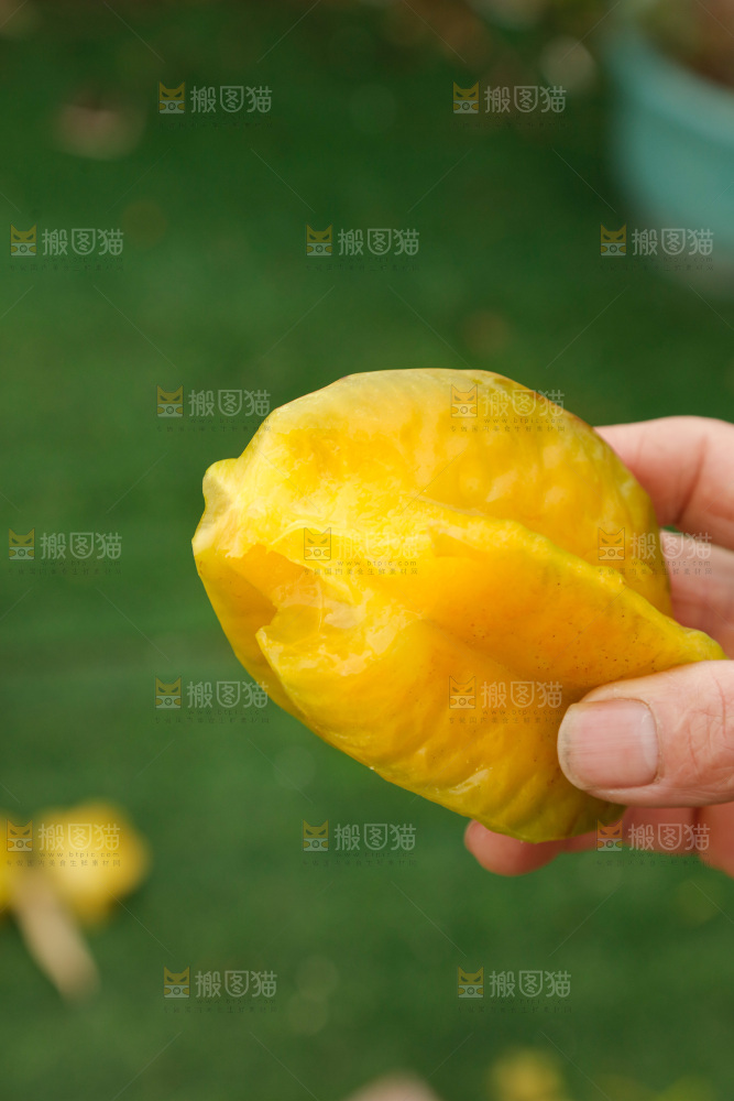 杨桃