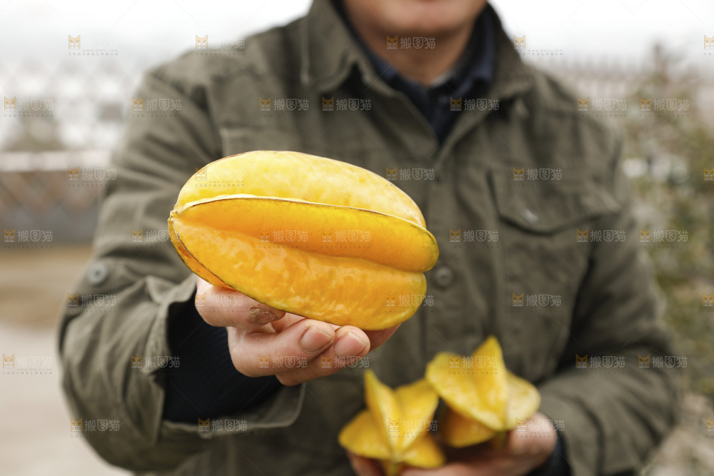 杨桃