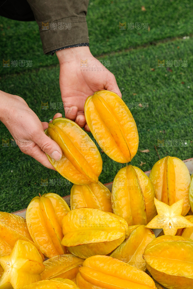 杨桃