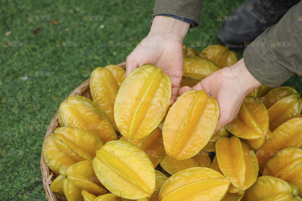 杨桃
