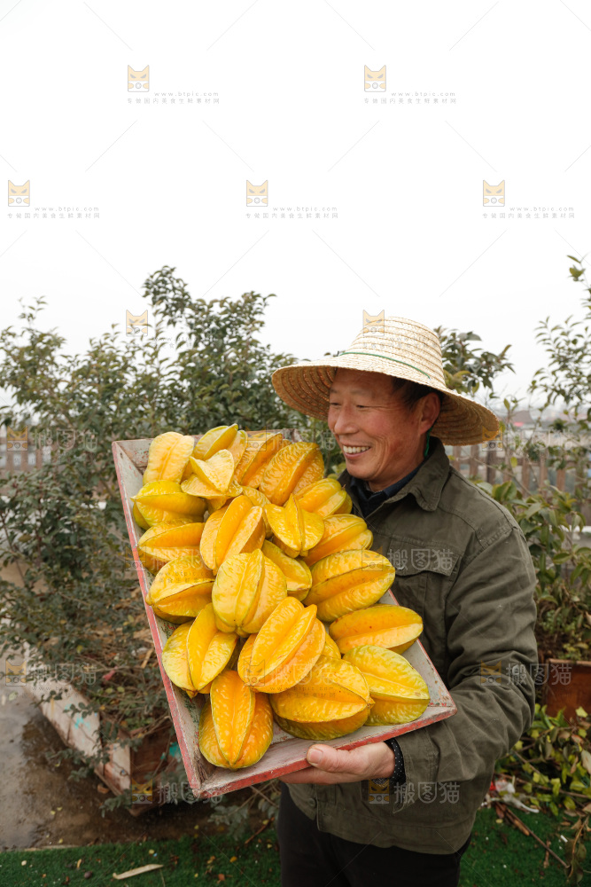 杨桃