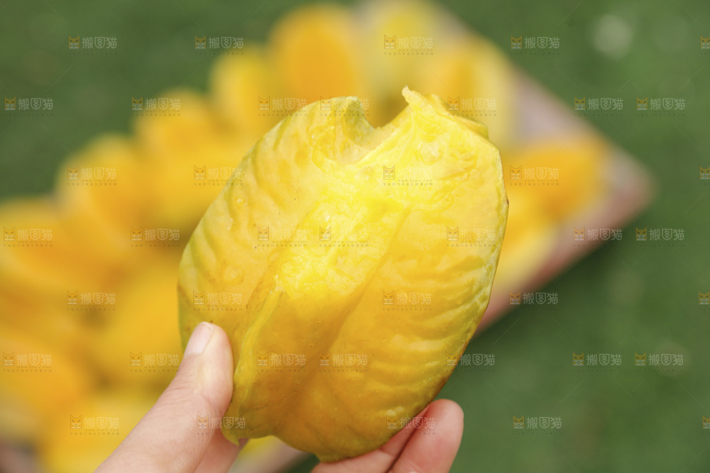 杨桃