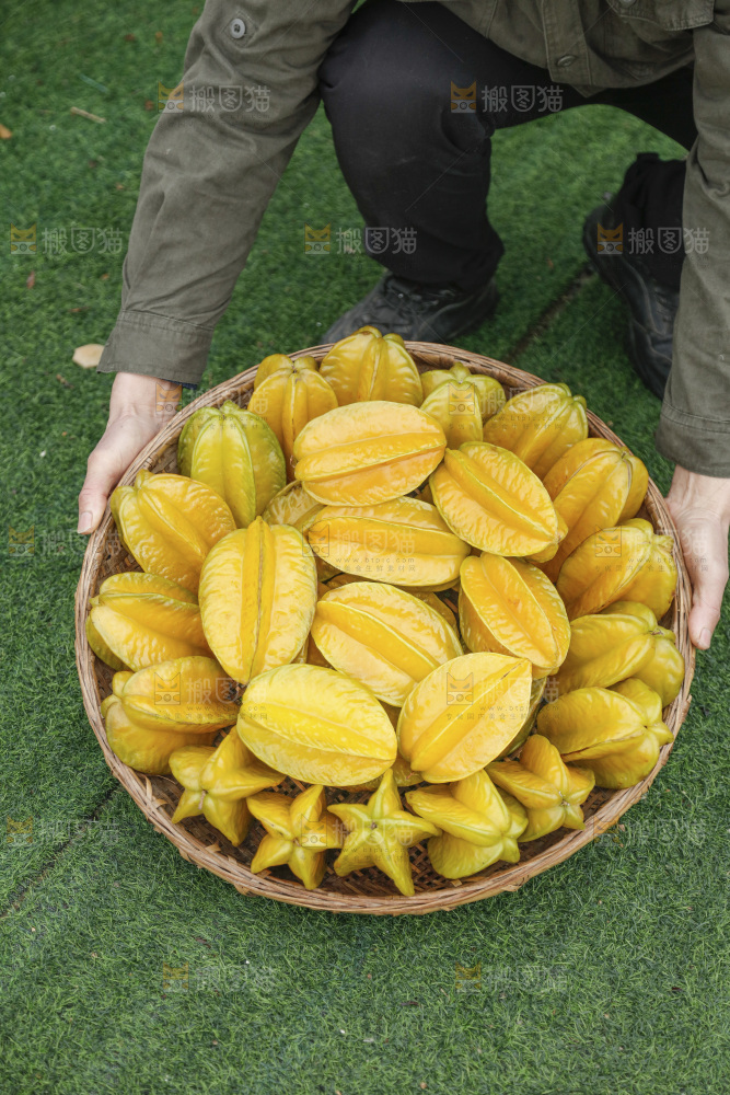 杨桃