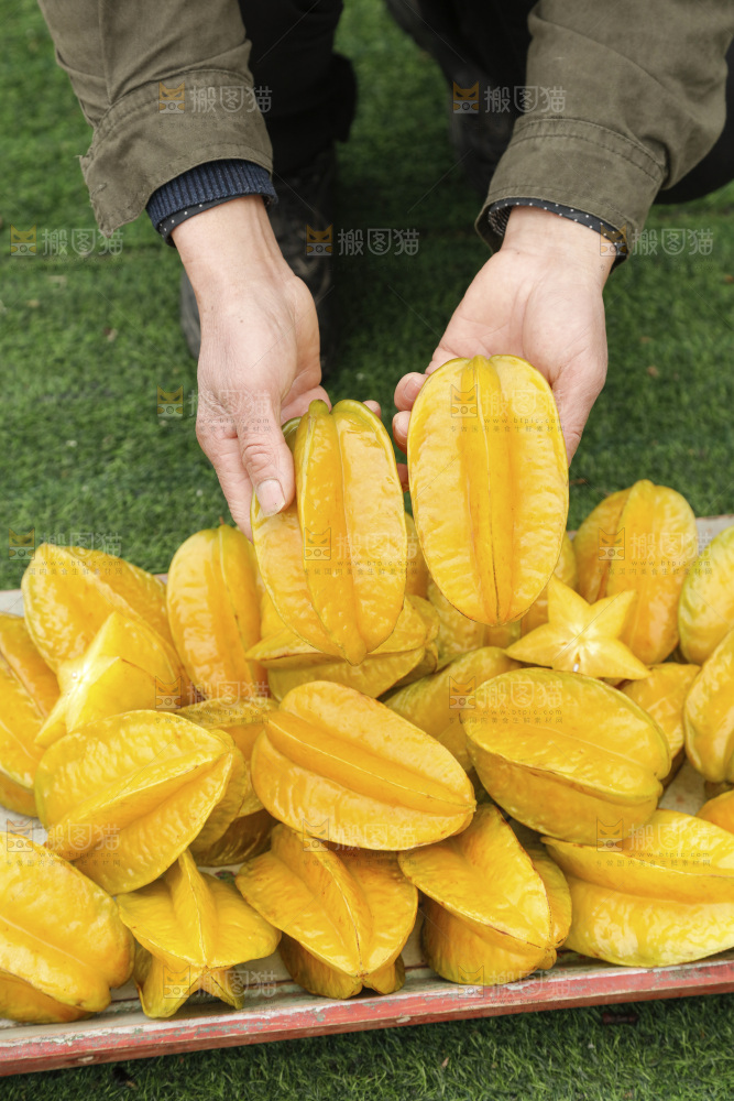 杨桃