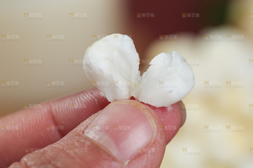 胚芽玉米