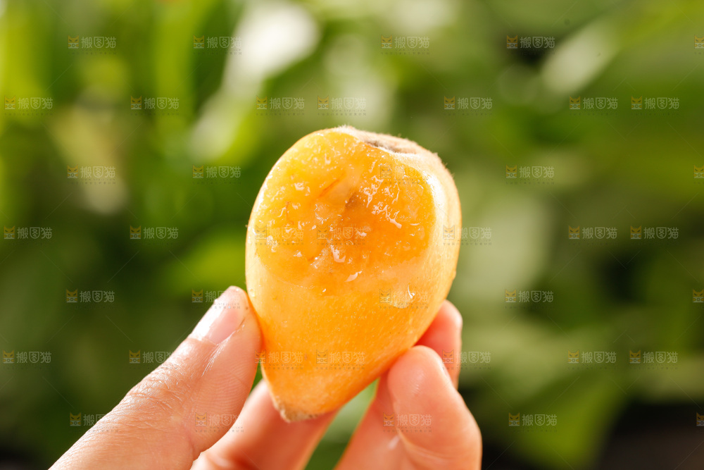 枇杷