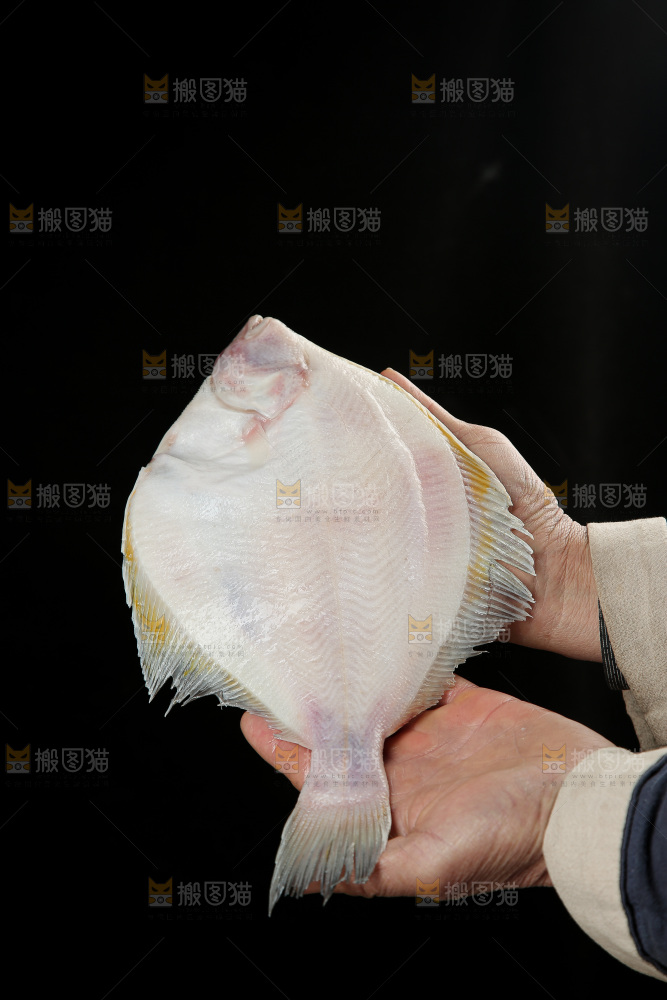 鲽鱼