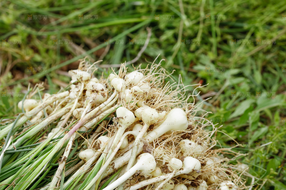 野葱