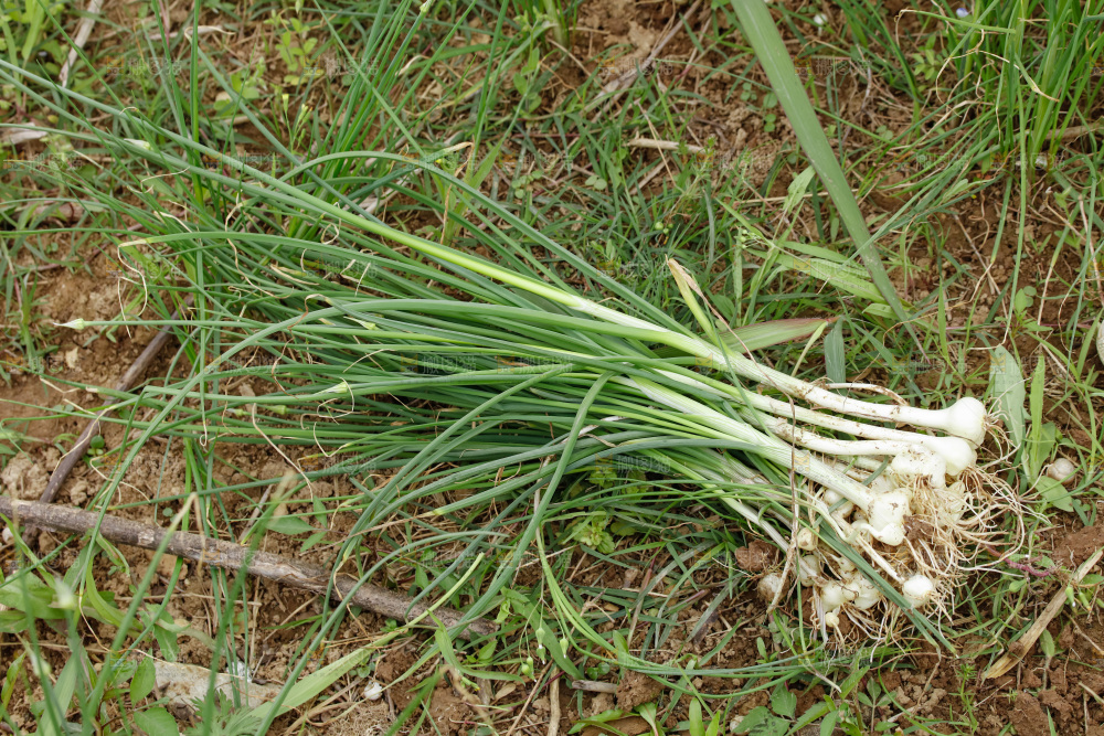 野葱