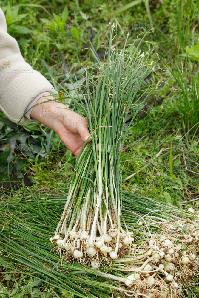 野葱