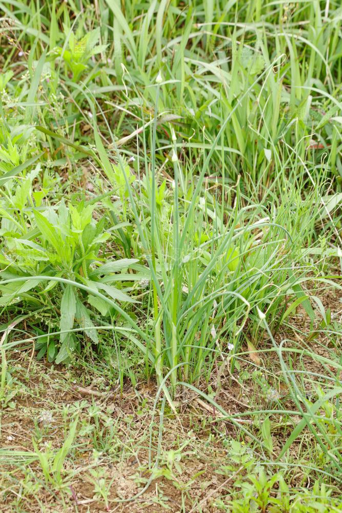 野葱