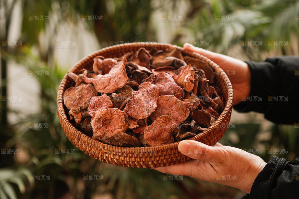牛肝菌