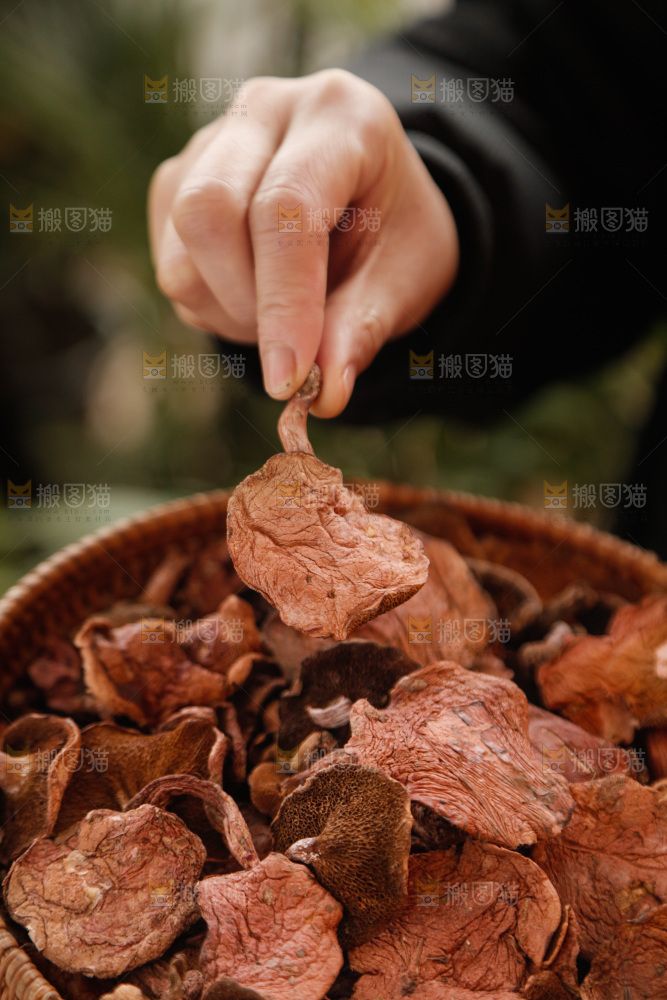 牛肝菌